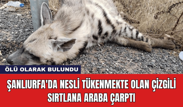 Şanlıurfa'da Nesli Tükenmekte Olan Çizgili Sırtlana Araba Çarptı