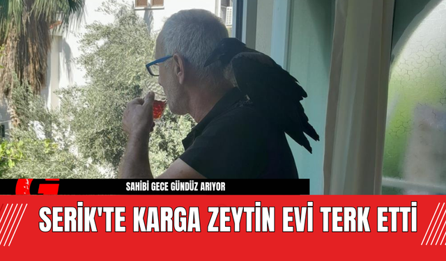 Serik'te Karga Zeytin Evi Terk Etti