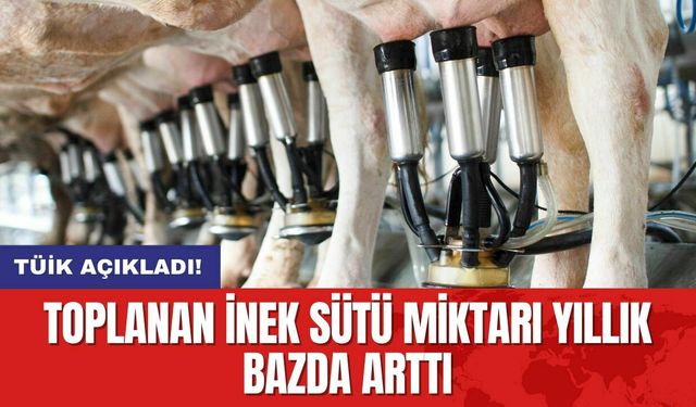 Toplanan inek sütü miktarı yıllık bazda arttı