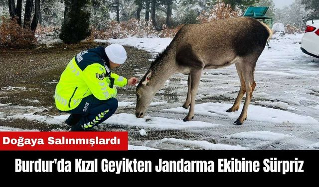 Burdur'da Kızıl Geyikten Jandarma Ekibine Sürpriz