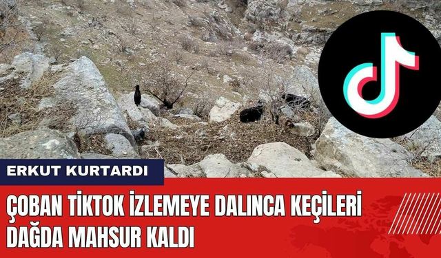 Çoban TikTok İzlemeye Dalınca Keçileri Dağda Mahsur Kaldı