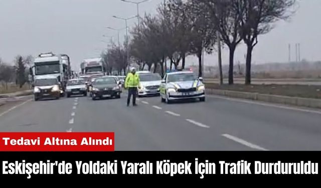 Eskişehir'de Yoldaki Yaralı Köpek İçin Trafik Durduruldu