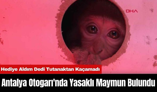 Antalya Otogarı'nda Yasaklı Maymun Bulundu