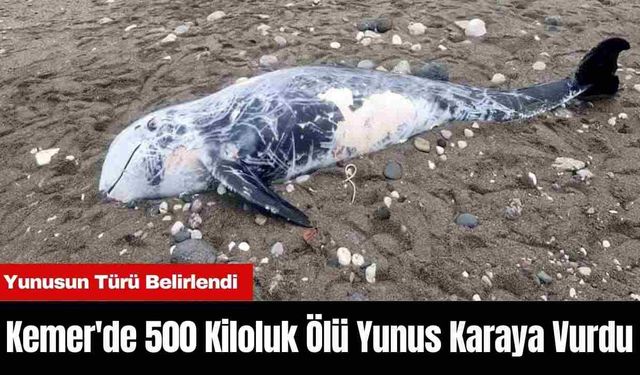 Kemer'de 500 Kiloluk Ölü Yunus Karaya Vurdu