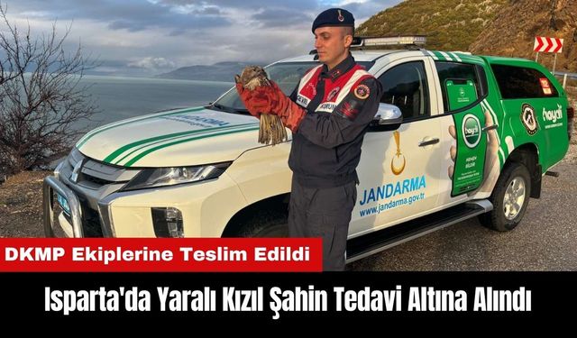 Isparta'da Yaralı Kızıl Şahin Tedavi Altına Alındı