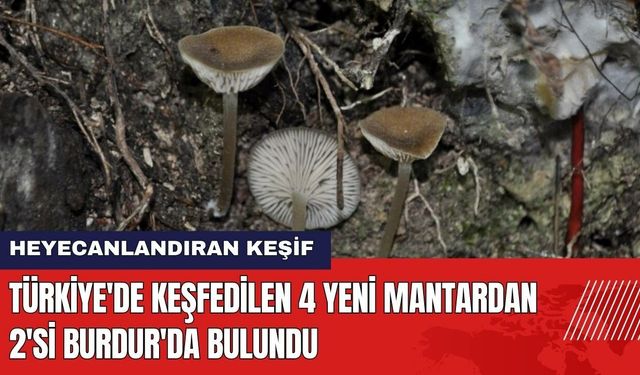 Keşfedilen 4 Yeni Mantardan 2'si Burdur'da Bulundu