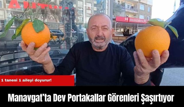 Manavgat’ta Dev Portakallar Görenleri Şaşırtıyor