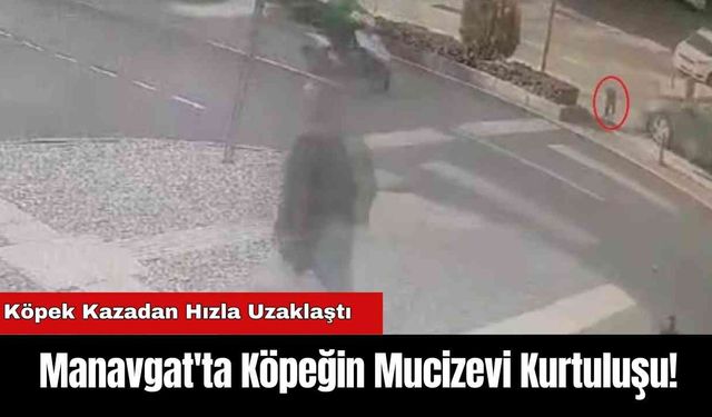 Manavgat'ta Köpeğin Mucizevi Kurtuluşu!