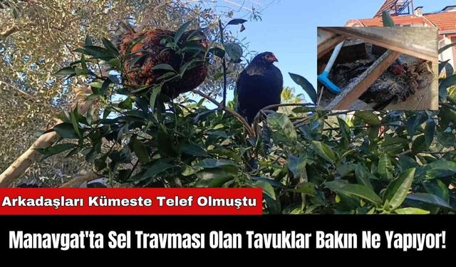 Manavgat'ta Sel Travması Olan Tavuklar Bakın Ne Yapıyor!