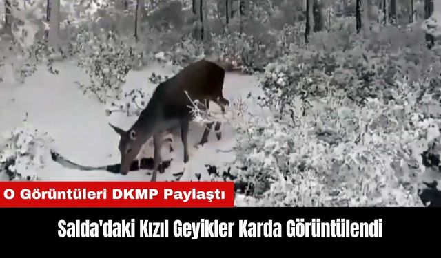 Salda'daki Kızıl Geyikler Karda Görüntülendi