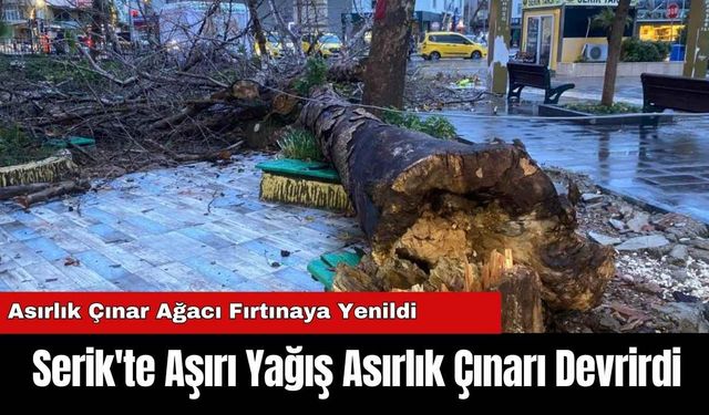 Serik'te Aşırı Yağış Asırlık Çınarı Devrirdi