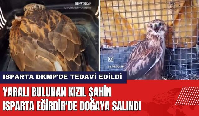 Yaralı Bulunan Kızıl Şahin Isparta Eğirdir'de Doğaya Salındı