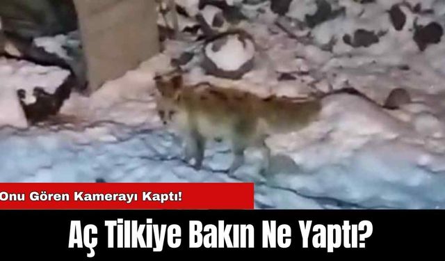 Aç Tilkiye Bakın Ne Yaptı? Onu Gören Kamerayı Kaptı!