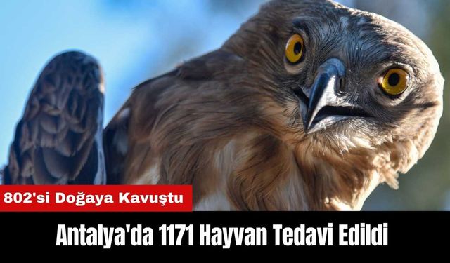 Antalya Doğal Yaşam Parkı'nda 1171 Hayvan Tedavi Edildi