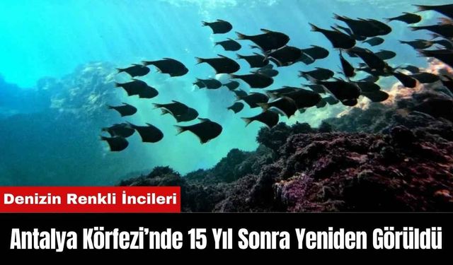 Antalya Körfezi’nde 15 Yıl Sonra Yeniden Görüldü