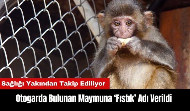 Antalya Otogarı'nda Bulunan Maymuna 'Fıstık' Adı Verildi