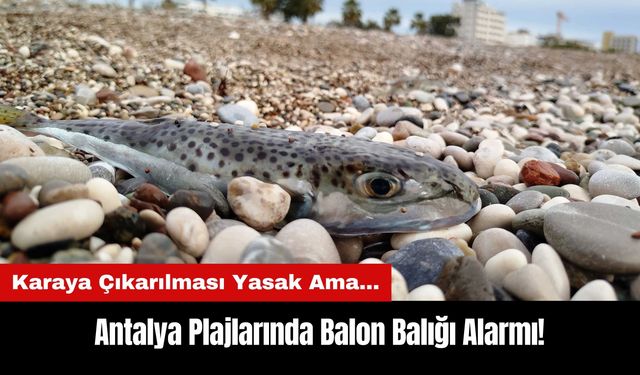 Antalya Plajlarında Balon Balığı Alarmı! Karaya Çıkarılması Yasak Ama...