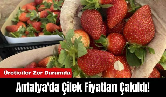 Antalya'da Çilek Fiyatları Çakıldı! Üreticiler Zor Durumda