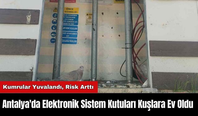 Antalya'da Elektronik Sistem Kutuları Kuşlara Ev Oldu