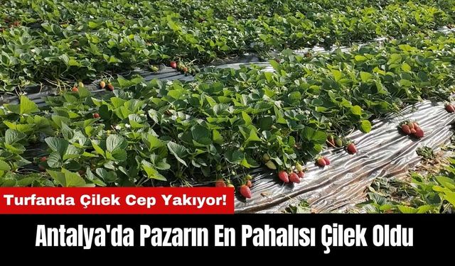 Antalya'da Pazarın En Pahalısı Çilek Oldu!