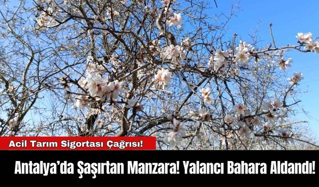 Antalya’da Şaşırtan Manzara! Yalancı Bahara Aldandı!