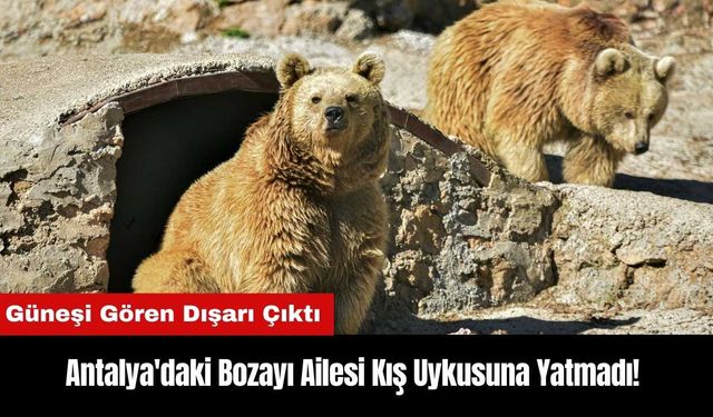 Antalya'daki Bozayı Ailesi Kış Uykusuna Yatmadı!