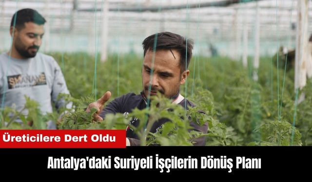 Antalya'daki Suriyeli İşçilerin Dönüş Planı Üreticilere Dert Oldu