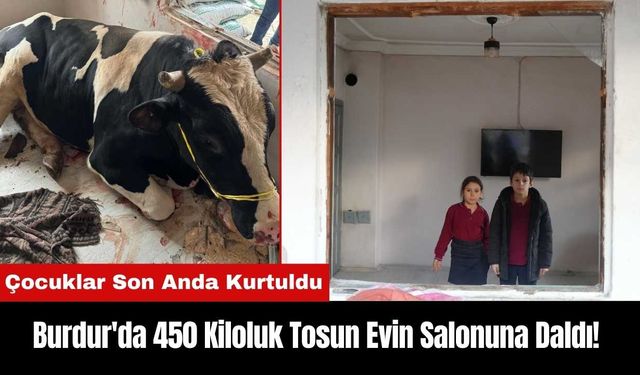 Burdur'da 450 Kiloluk Tosun Evin Salonuna Daldı! Çocuklar Son Anda Kurtuldu