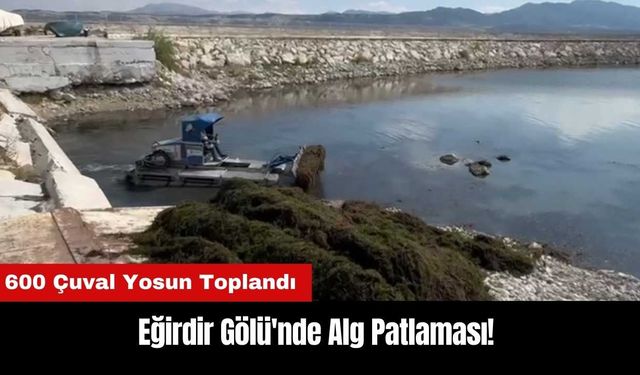 Eğirdir Gölü'nde Alg Patlaması! 600 Çuval Yosun Toplandı