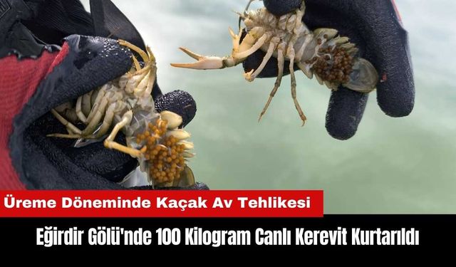 Eğirdir Gölü'nde Kaçak Kerevit Avı Bitmiyor! 100 Kilogram Canlı Kerevit Kurtarıldı