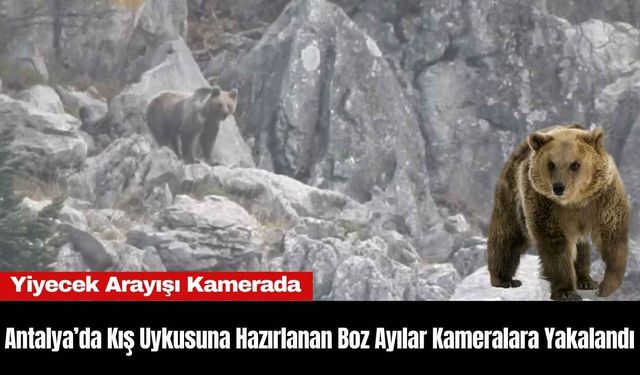 Antalya’da Kış Uykusuna Hazırlanan Boz Ayılar Kameralara Yakalandı