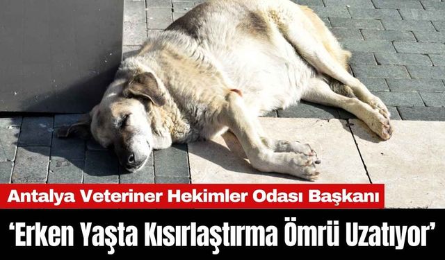 Antalya Veteriner Hekimler Odası Başkanı Kısırlaştırmanın Faydalarını Anlattı