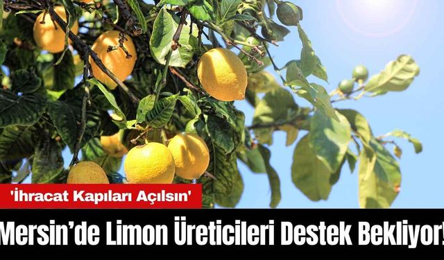 Mersin’de Limon Üreticileri Destek Bekliyor! 'İhracat Kapıları Açılsın'