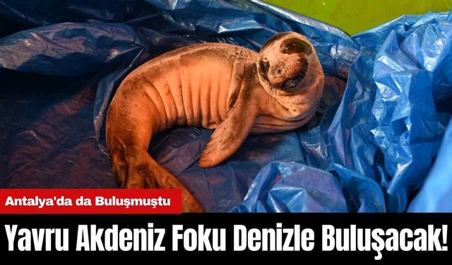 Yavru Akdeniz Foku Denizle Buluşacak! Antalya'da da Buluşmuştu