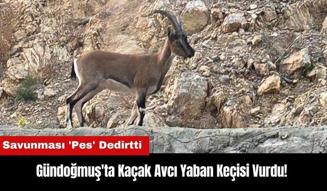 Gündoğmuş'ta Yaban Keçisi Vurdu! Savunması 'Pes' Dedirtti