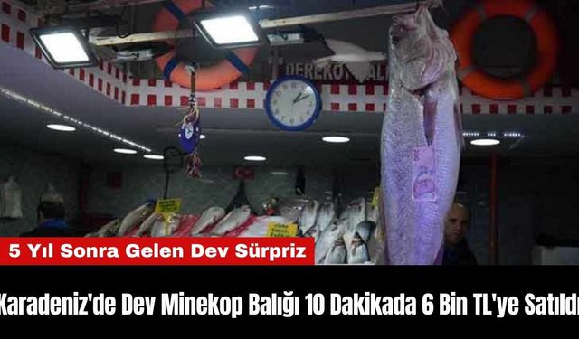 Karadeniz'de Dev Minekop Balığı 10 Dakikada 6 Bin TL'ye Satıldı