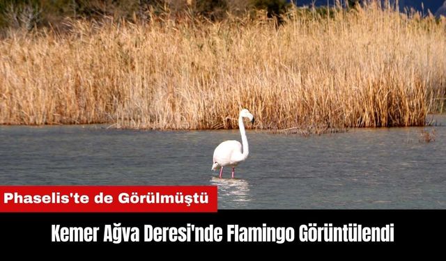 Kemer Ağva Deresi'nde Flamingo Görüntülendi