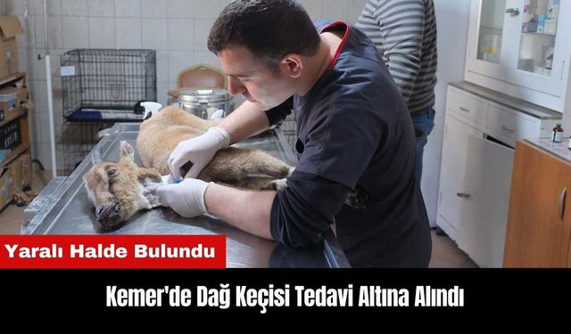 Kemer'de Bulunan Yaralı Dağ Keçisi Tedavi Altına Alındı