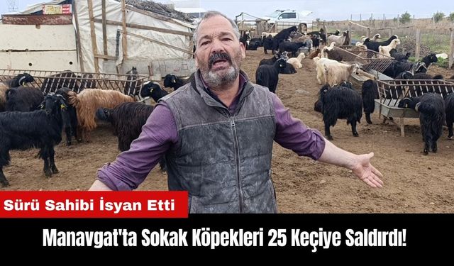 Manavgat'ta Sokak Köpekleri 25 Keçiye Saldırdı! Sürü Sahibi İsyan Etti