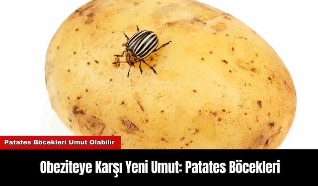 Obeziteye Karşı Yeni Umut: Patates Böcekleri