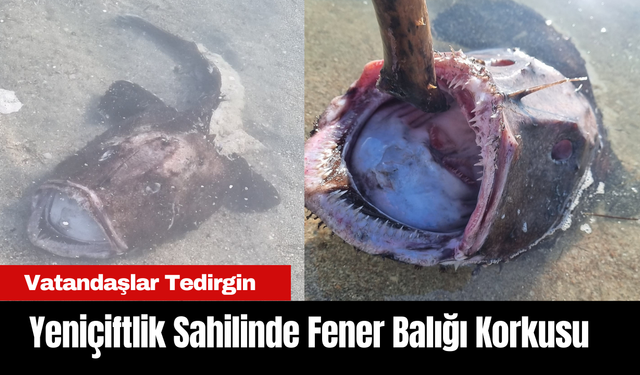 Yeniçiftlik Sahilinde Fener Balığı Korkusu: Vatandaşlar Tedirgin