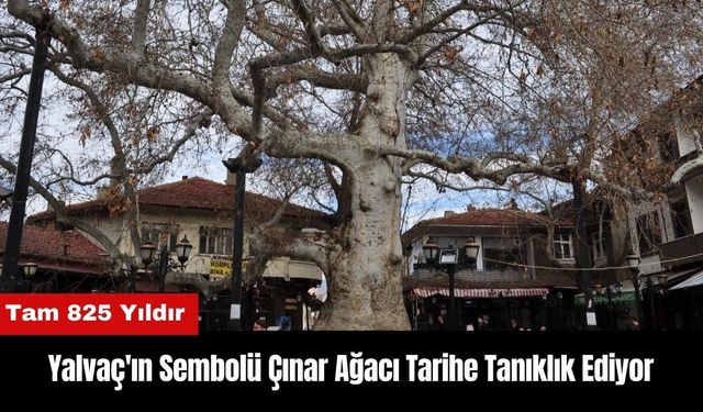 Yalvaç'ın Sembolü Çınar Ağacı 825 Yıldır Tarihe Tanıklık Ediyor