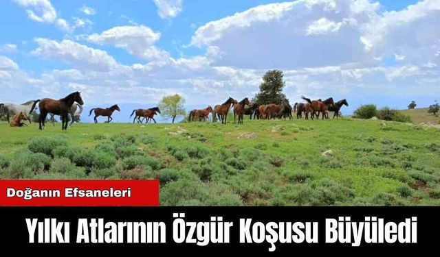 Yılkı Atlarının Özgür Koşusu Büyüledi