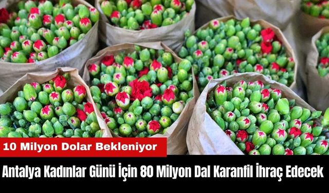 Antalya Kadınlar Günü İçin 80 Milyon Dal Karanfil İhraç Edecek