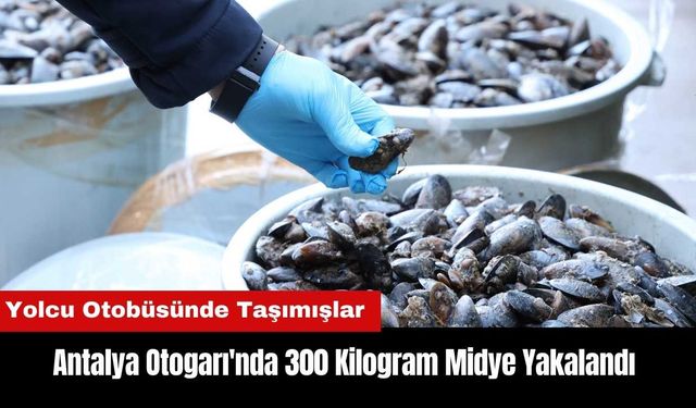 Antalya Otogarı'nda 300 Kilogram Midye Yakalandı