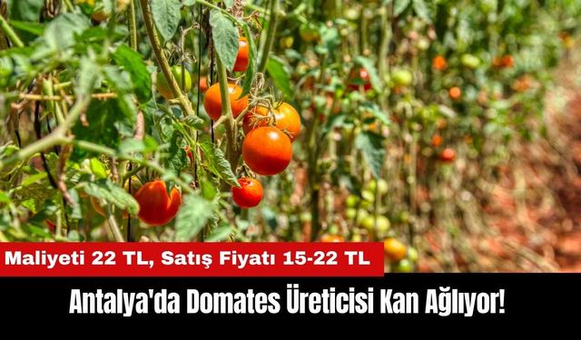 Antalya'da Domates Üreticisi Kan Ağlıyor! Maliyeti Satış Fiyatının Üstünde