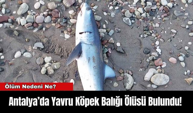 Antalya’da Yavru Köpek Balığı Ölüsü Bulundu!