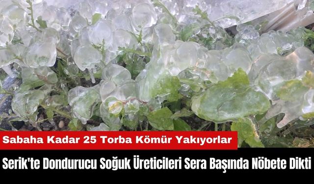 Serik'te Dondurucu Soğuk Üreticileri Sera Başında Nöbete Dikti