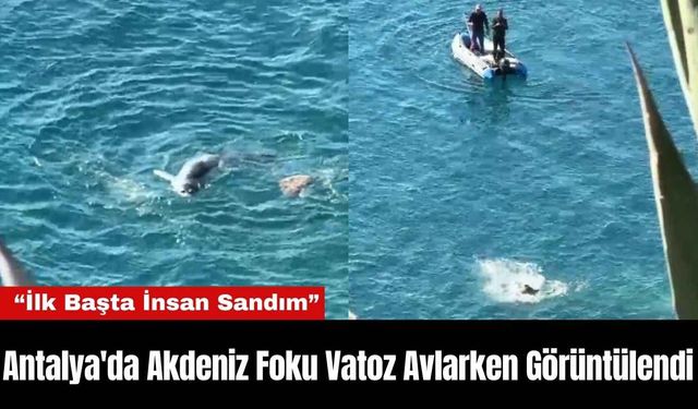 Antalya'da Akdeniz Foku Vatoz Avlarken Görüntülendi