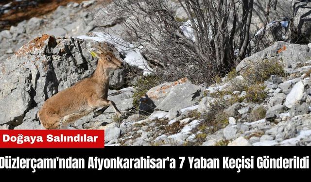 Düzlerçamı'ndan Afyonkarahisar'a 7 Yaban Keçisi Gönderildi